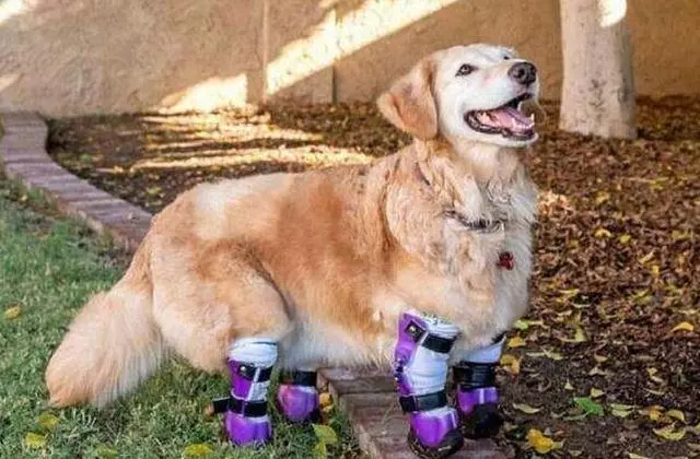 暖男金毛犬的「5宗罪」,你家金毛占了幾條