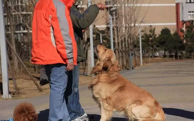 暖男金毛犬的「5宗罪」,你家金毛占了幾條