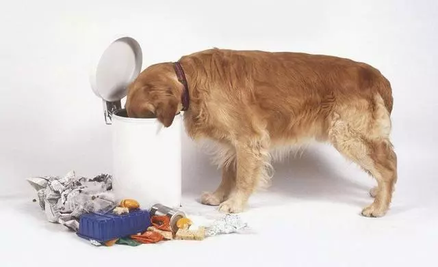 暖男金毛犬的「5宗罪」,你家金毛占了幾條