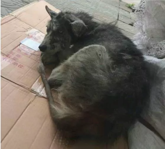 這是我見過混得最差的哈士奇:樣貌恐怖,人人打罵稱為「石頭怪」