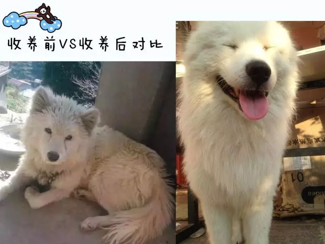 狗狗和病豬同養,吃髒豬食,對路人哭泣乞求,一年後命運反轉