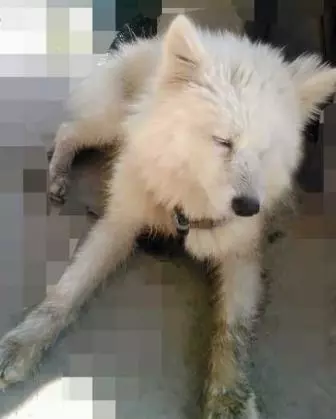 狗狗和病豬同養,吃髒豬食,對路人哭泣乞求,一年後命運反轉