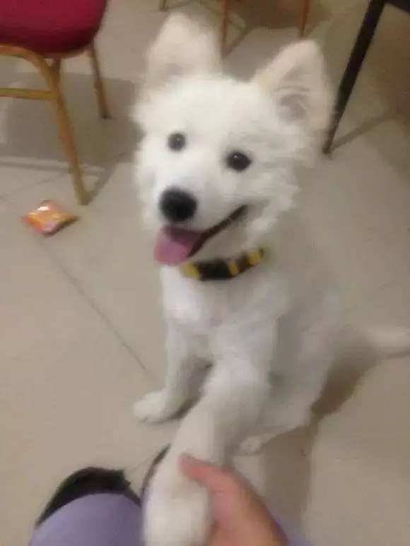 狗狗和病豬同養,吃髒豬食,對路人哭泣乞求,一年後命運反轉