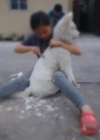 狗狗和病豬同養,吃髒豬食,對路人哭泣乞求,一年後命運反轉