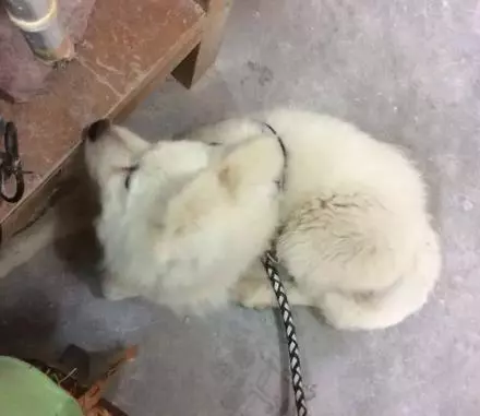 狗狗和病豬同養,吃髒豬食,對路人哭泣乞求,一年後命運反轉