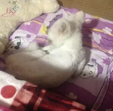 狗狗和病豬同養,吃髒豬食,對路人哭泣乞求,一年後命運反轉
