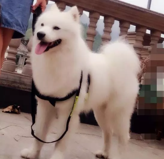 狗狗和病豬同養,吃髒豬食,對路人哭泣乞求,一年後命運反轉