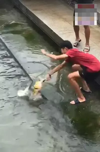 獅城少年新娛樂 魚尾獅下釣大魚
