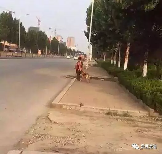 狗狗貪玩不回家,被奶奶揪住耳朵提回家!