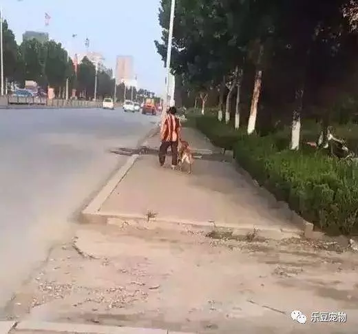 狗狗貪玩不回家,被奶奶揪住耳朵提回家!