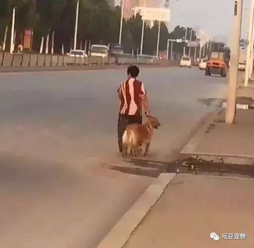 狗狗貪玩不回家,被奶奶揪住耳朵提回家!