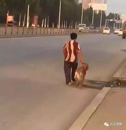 狗狗貪玩不回家,被奶奶揪住耳朵提回家!