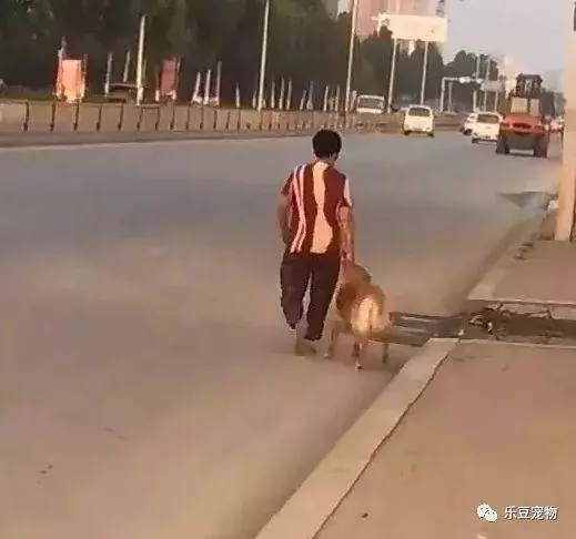 狗狗貪玩不回家,被奶奶揪住耳朵提回家!