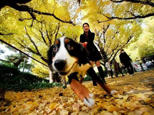 狗狗老是亂叫「不能打」,最重要是糾正,制止亂叫小妙招