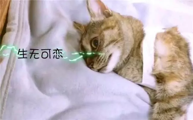 貓咪絕育注意這四點,得了肺水腫很危險,每一步都要小心