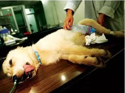 獸醫提示:狗狗有這「5個跡象」,說明它的肚子有寄生蟲