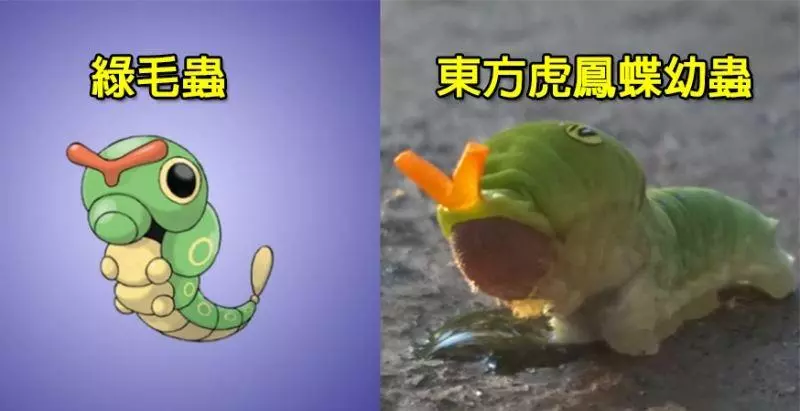 6種「真實存在世上」的寶可夢生物 #4 真實版「鯉魚王」原來比動畫版長得還......