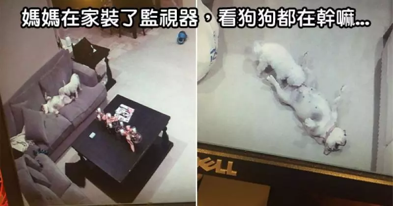 30張「在呆萌狗狗照片加上腦洞大開惡搞旁白」的爆笑PO文