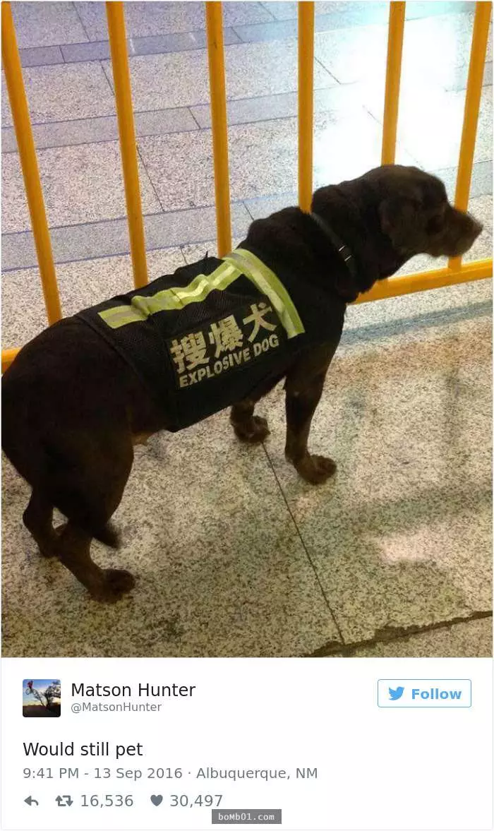 30張「在呆萌狗狗照片加上腦洞大開惡搞旁白」的爆笑PO文