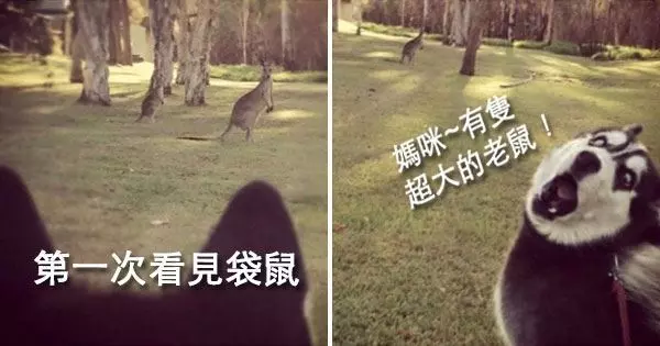 30種「可愛小動物們的第一次體驗」爆笑場景,牠們超療癒的反應會讓你瞬間升天!