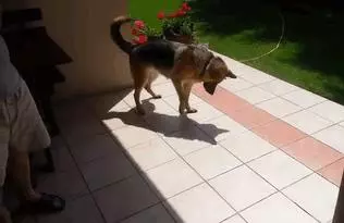 30種「可愛小動物們的第一次體驗」爆笑場景,牠們超療癒的反應會讓你瞬間升天!
