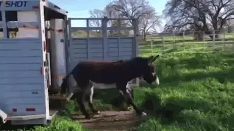 30種「可愛小動物們的第一次體驗」爆笑場景,牠們超療癒的反應會讓你瞬間升天!