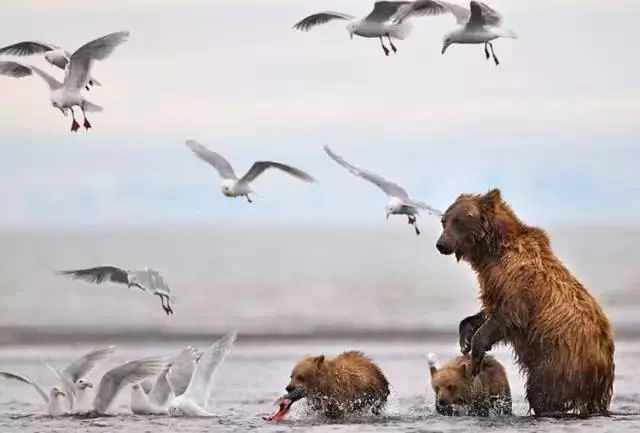 治癒!20張抓拍動物精彩瞬間,萌化了壯漢的心!