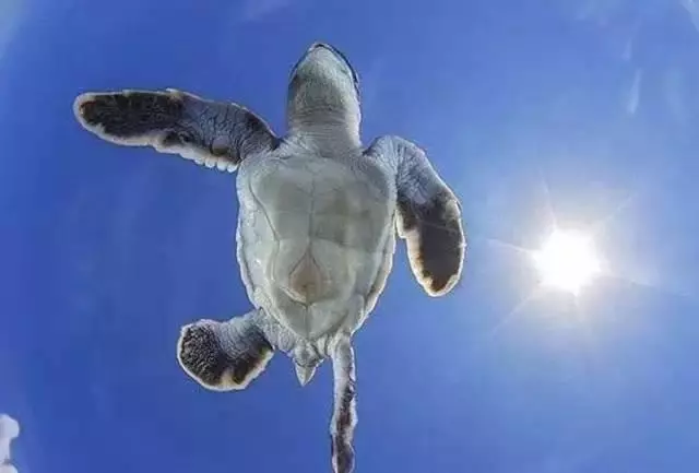 治癒!20張抓拍動物精彩瞬間,萌化了壯漢的心!