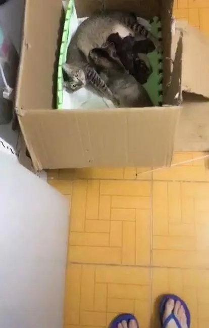 小奶貓窩在貓媽懷裡吃奶,網友總覺得不對勁:貓爸爸居然也在里
