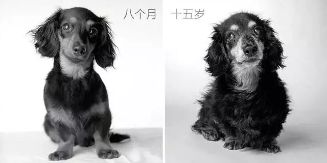 你什麼時候發現你家狗已經變老了……