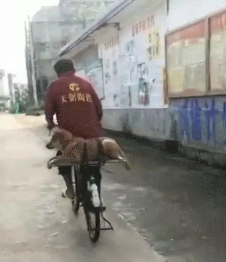 大爺怕狗狗從車上掉下來,直接弄了個五花大綁,狗狗:好想罵人