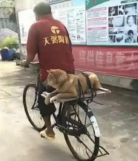 大爺怕狗狗從車上掉下來,直接弄了個五花大綁,狗狗:好想罵人