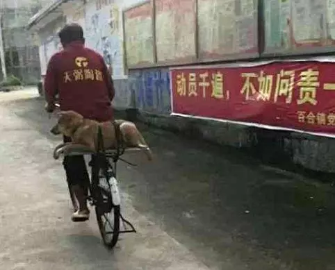 大爺怕狗狗從車上掉下來,直接弄了個五花大綁,狗狗:好想罵人