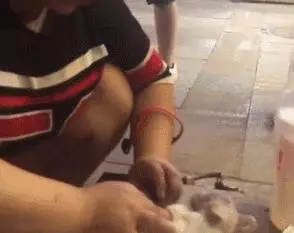 為了一隻狗這麼拚命,到底值不值?