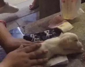 為了一隻狗這麼拚命,到底值不值?