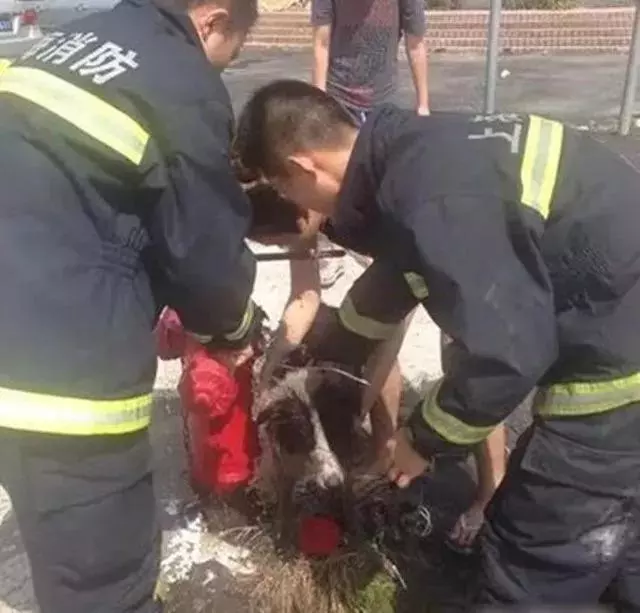 為了一隻狗這麼拚命,到底值不值?