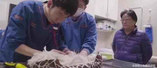 養了18年的狗被主人安樂死了……
