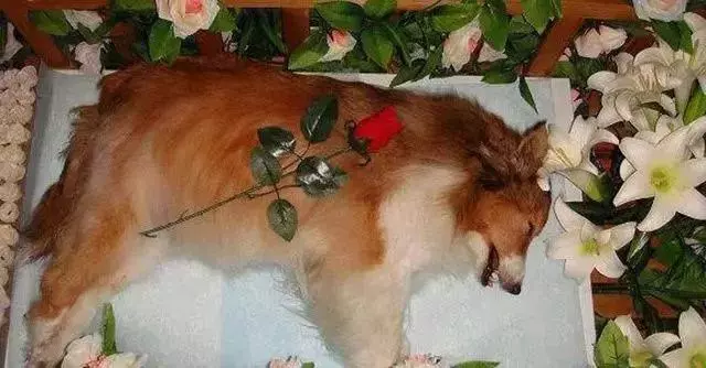 養了18年的狗被主人安樂死了……