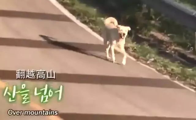 狗狗每天翻山越嶺7公里,到底為了什麼?