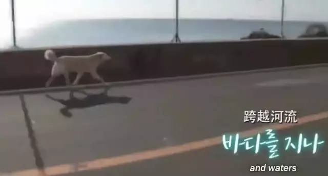狗狗每天翻山越嶺7公里,到底為了什麼?