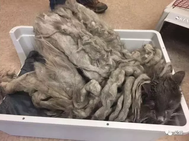 收容所義工在門口看到一個被遺棄的貓籠,打開後被震驚到,太殘忍了!