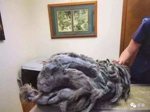 收容所義工在門口看到一個被遺棄的貓籠,打開後被震驚到,太殘忍了!