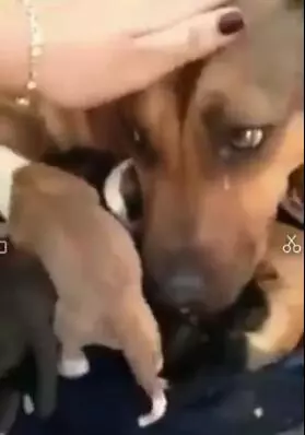 動物與人的溫情互動:鯨魚主動向遊客揮手 猛犬衝進大海救出溺水小女孩