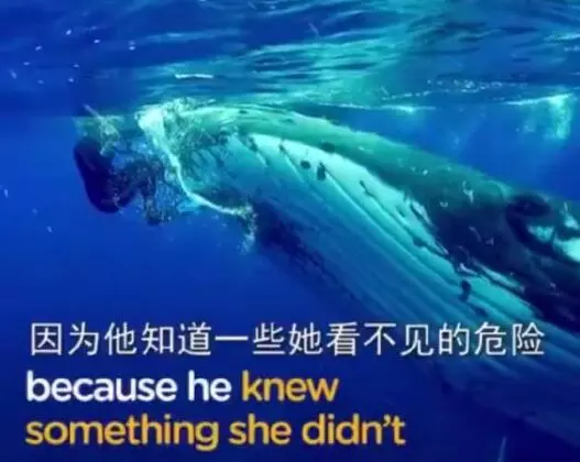 動物與人的溫情互動:鯨魚主動向遊客揮手 猛犬衝進大海救出溺水小女孩