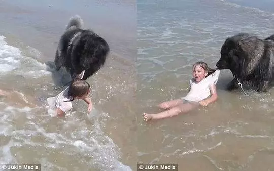 動物與人的溫情互動:鯨魚主動向遊客揮手 猛犬衝進大海救出溺水小女孩