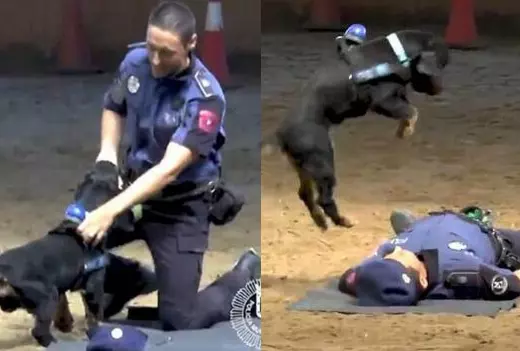 動物與人的溫情互動:鯨魚主動向遊客揮手 猛犬衝進大海救出溺水小女孩