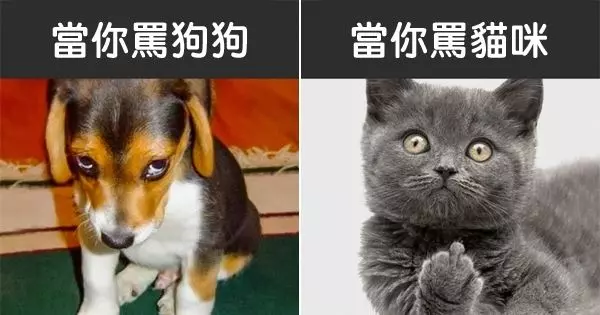 13張證明「貓咪和狗狗來自不同星球」的超爆笑對比照!
