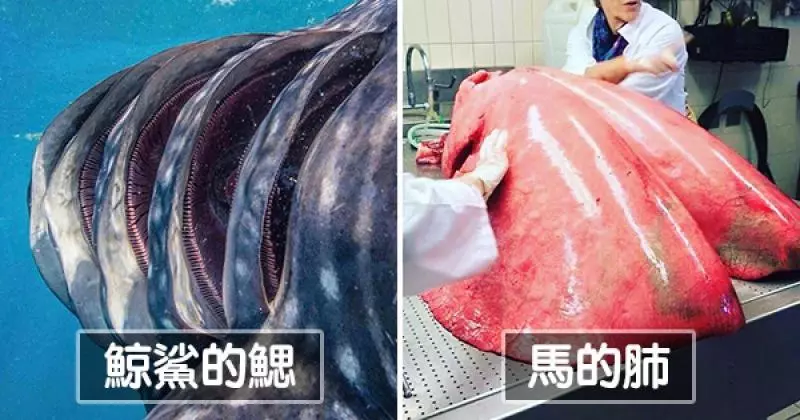 20個「你明明都聽過,卻現在才看到」的罕見記錄照