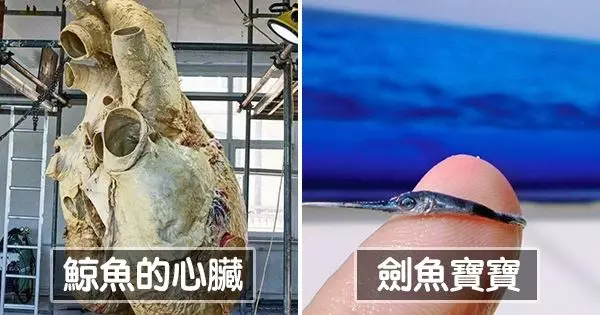 25張「無法想像都是真的」現實世界照片 看完才發現對這個世界一無所知
