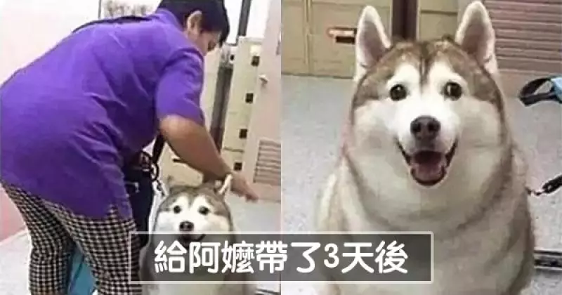 24個證明「毛小孩會讓你生活變更好」的主人爆笑貼文